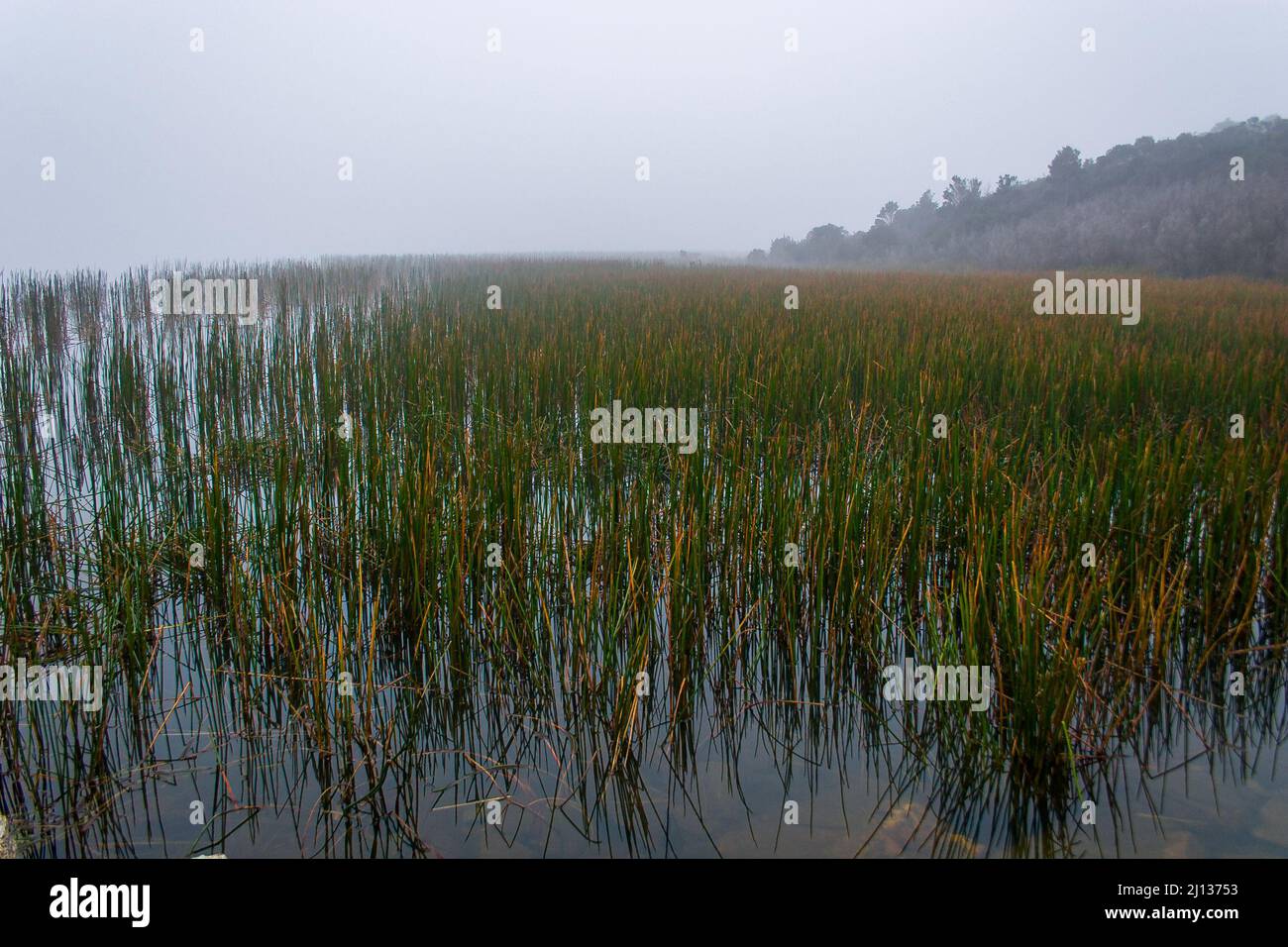 Early foggy morning overlooking the water grasses at Lysterfield lake park Stock Photo