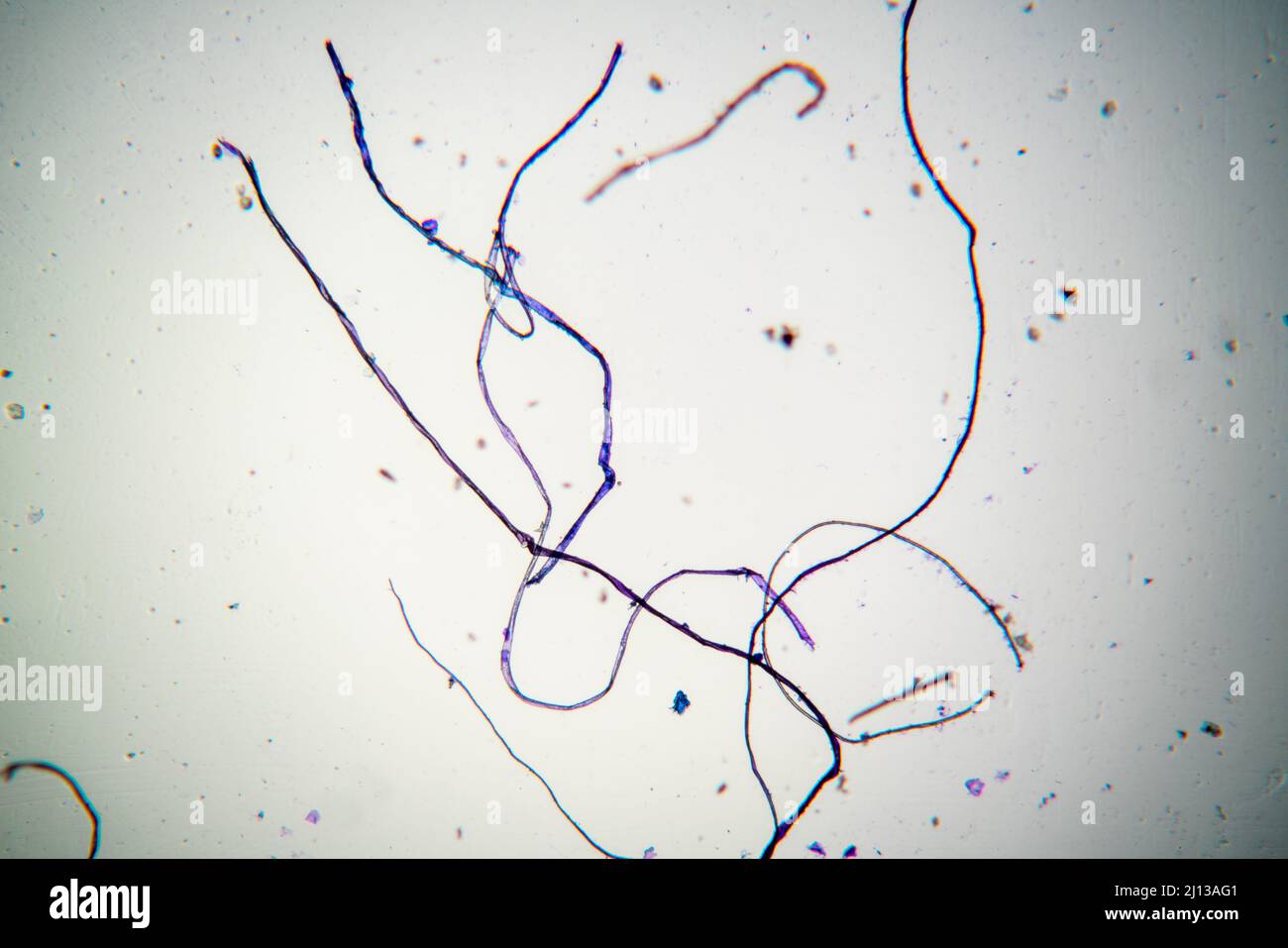 Tissue fibers from the crime scene under a microscope. Physical evidence of the offender's identity crime proof Stock Photo