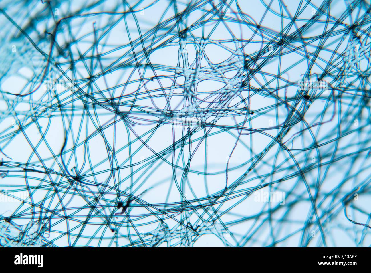 Woven paper under microscope hires stock photography and images Alamy