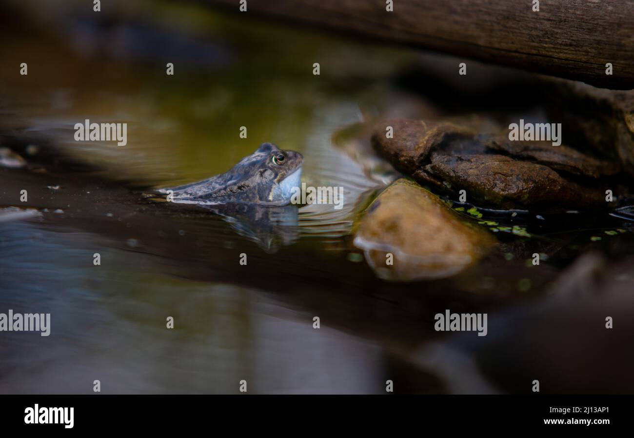 Common frog vocal sac hires stock photography and images Alamy