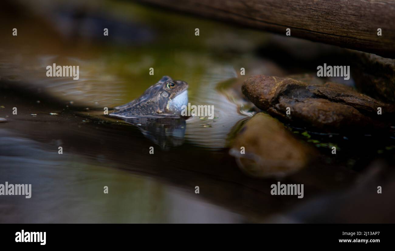 Male common frog hires stock photography and images Alamy