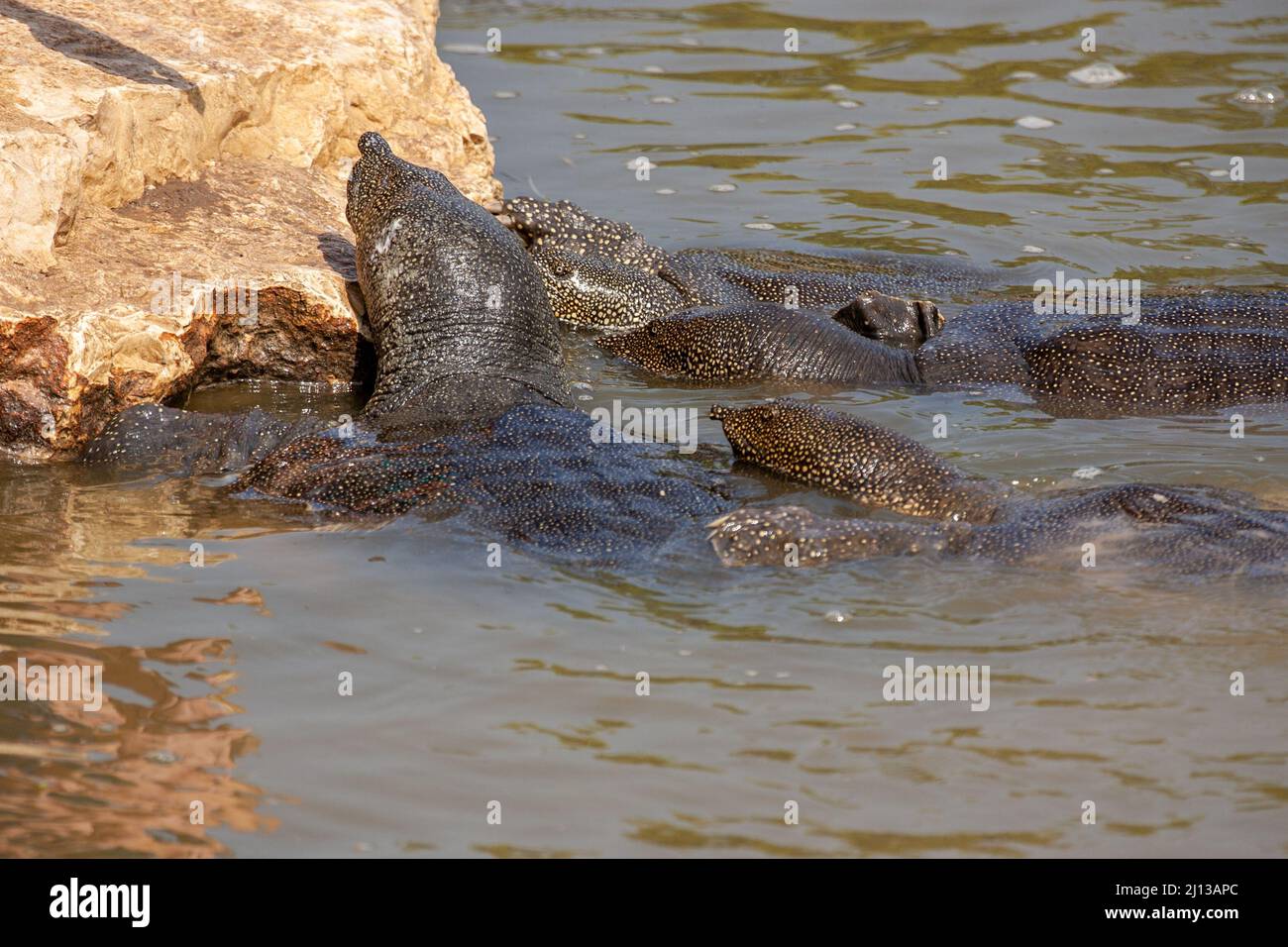 African softshell turtle (Trionyx triunguis). This species inhabits fresh water and brackish habitats in Africa (larger parts of East, West and Middle Stock Photo