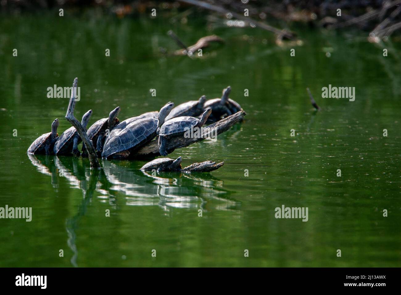 Caspian turtle in water. The Caspian turtle (Mauremys caspica), or striped-neck terrapin, is a medium-sized semi-aquatic turtle, which is found from f Stock Photo