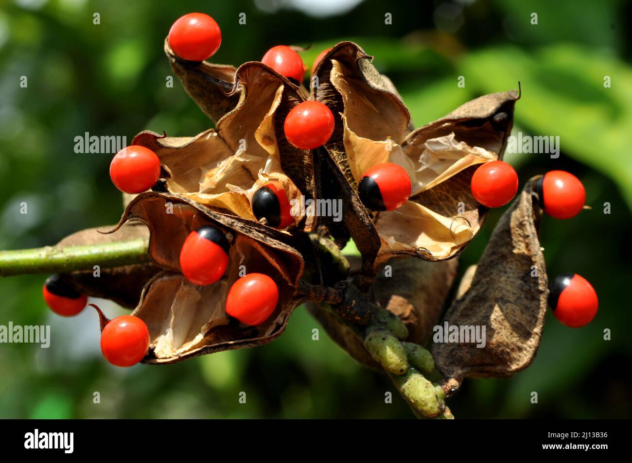 Adenanthera pavonina, the Red Sandalwood or Coral Tree is cultivated for forage, as an ornamental garden plant or urban tree as a medicinal plant and Stock Photo