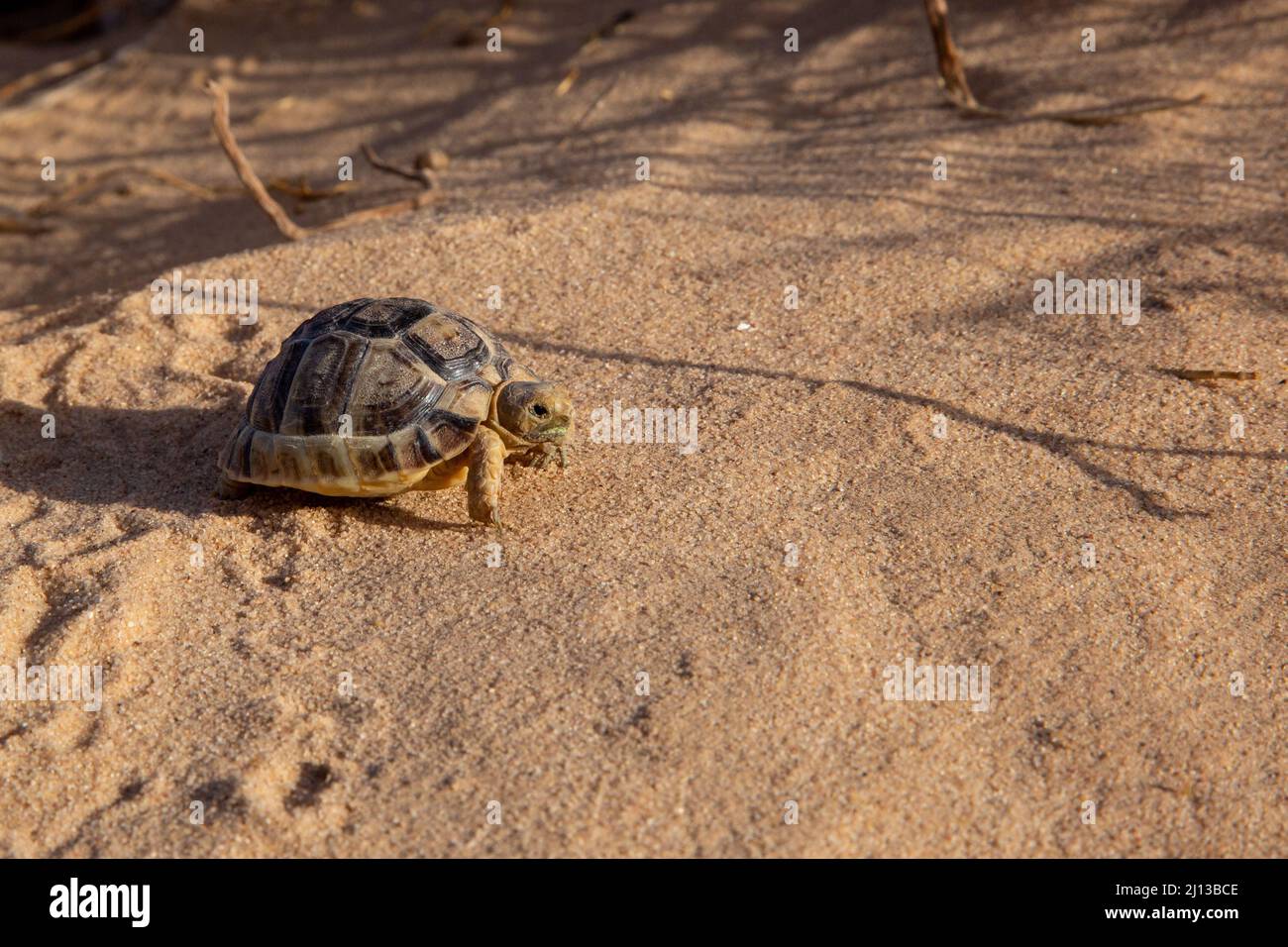 Kleinmann's tortoise (Testudo kleinmanni), also called commonly the Egyptian tortoise, Leith's tortoise, and the Negev tortoise, [The Negev subpopulat Stock Photo