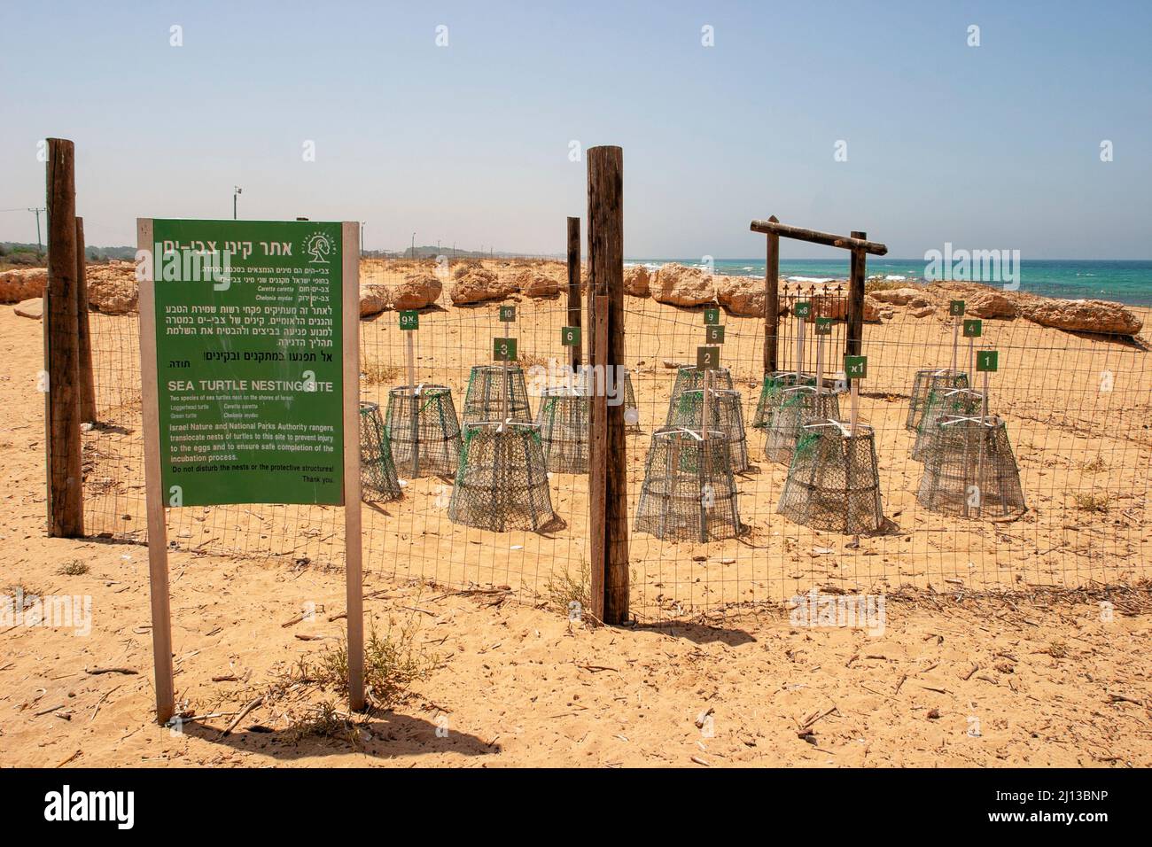 Loggerhead Turtle (Caretta caretta) Nests marked and fenced off to protected from humans. Photographed in Israel Stock Photo
