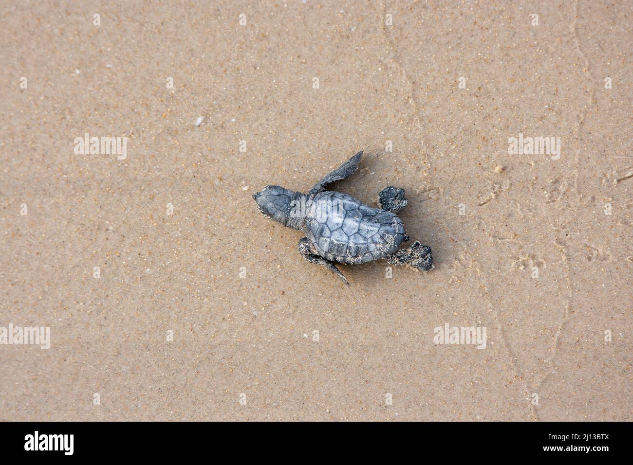 Newborn Loggerhead Turtle (Caretta caretta) hatchlings on their maiden voyage into the Mediterranean Sea. Photographed in Israel Stock Photo