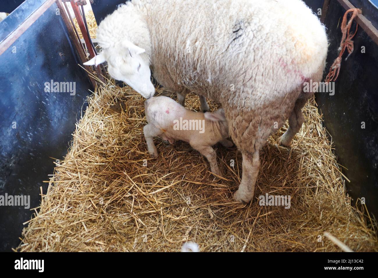Texel Ewe feeding her newborn lamb Stock Photo - Alamy