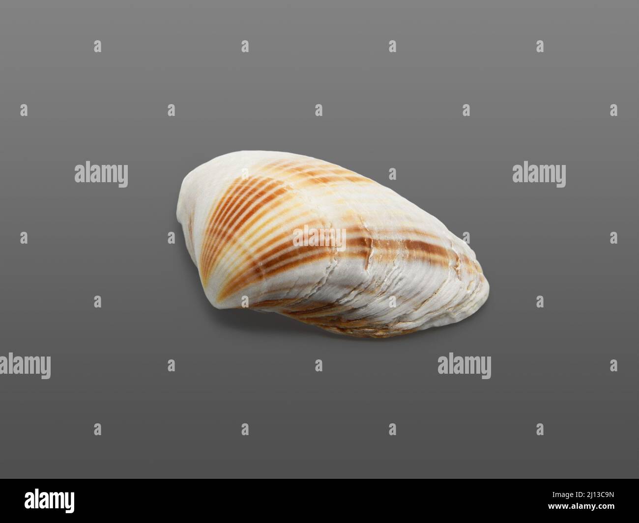 Sea shell. Close-up. Isolated on dark gray background. Stock Photo