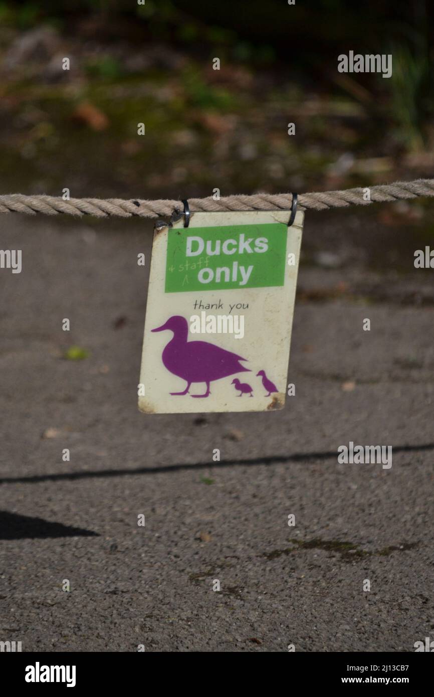 Comical Ducks Only Sign - Ducks Only Notice - Poster Hanging From A Rope - No Humans Allowed - Funny Notice At Wildlife Park - UK Stock Photo