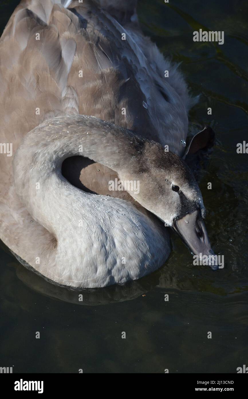 Cygnus Olor - Immature Mute Swans On A Sunny Day - Adult + Young Swans -  Waterfowl Family Anatidae - Driffield - UK Stock Photo