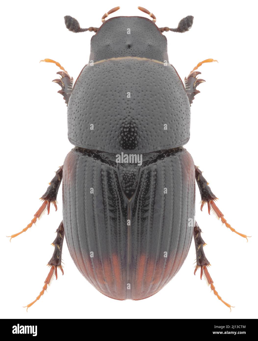Aphodius or Otophorus haemorrhoidalis beetle specimen Stock Photo