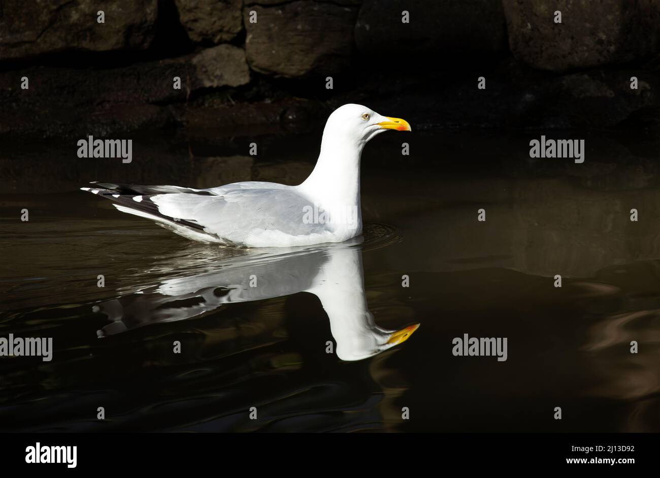 as the breeding season approaches the Herring Gull moults and looses