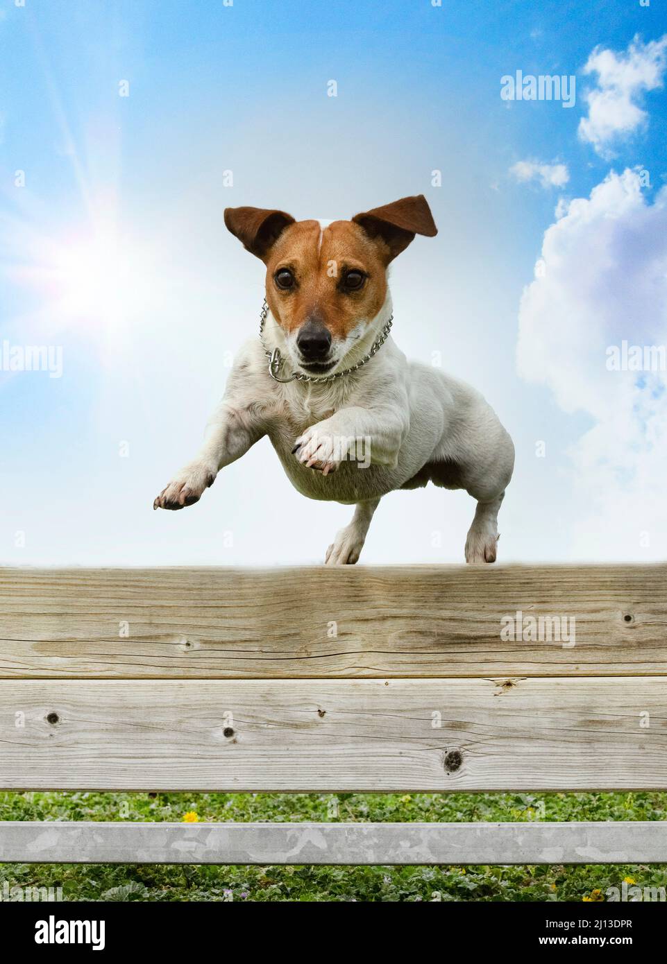 How Do You Discipline A Jack Russell