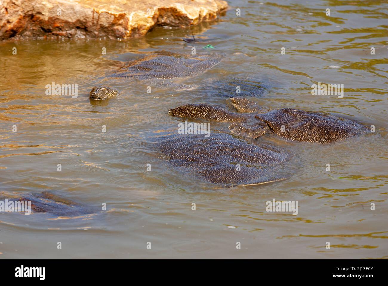 African softshell turtle (Trionyx triunguis). This species inhabits fresh water and brackish habitats in Africa (larger parts of East, West and Middle Stock Photo