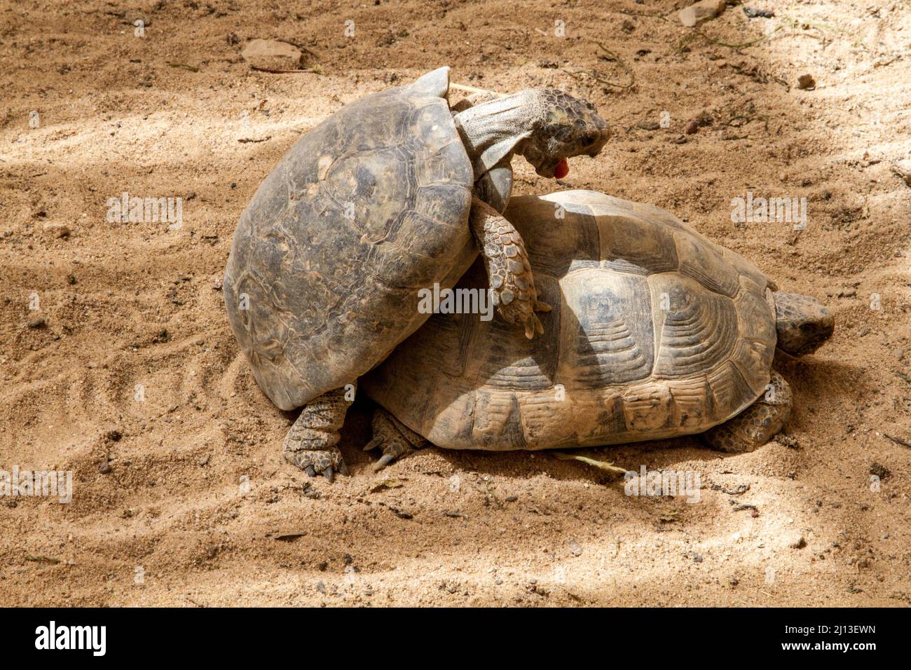 Mating Couple Kleinmann's tortoise (Testudo kleinmanni), also called commonly the Egyptian tortoise, Leith's tortoise, and the Negev tortoise, [The Ne Stock Photo