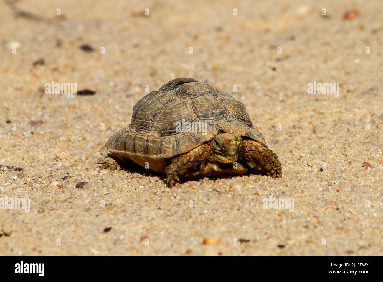 Kleinmann's tortoise (Testudo kleinmanni), also called commonly the Egyptian tortoise, Leith's tortoise, and the Negev tortoise, [The Negev subpopulat Stock Photo