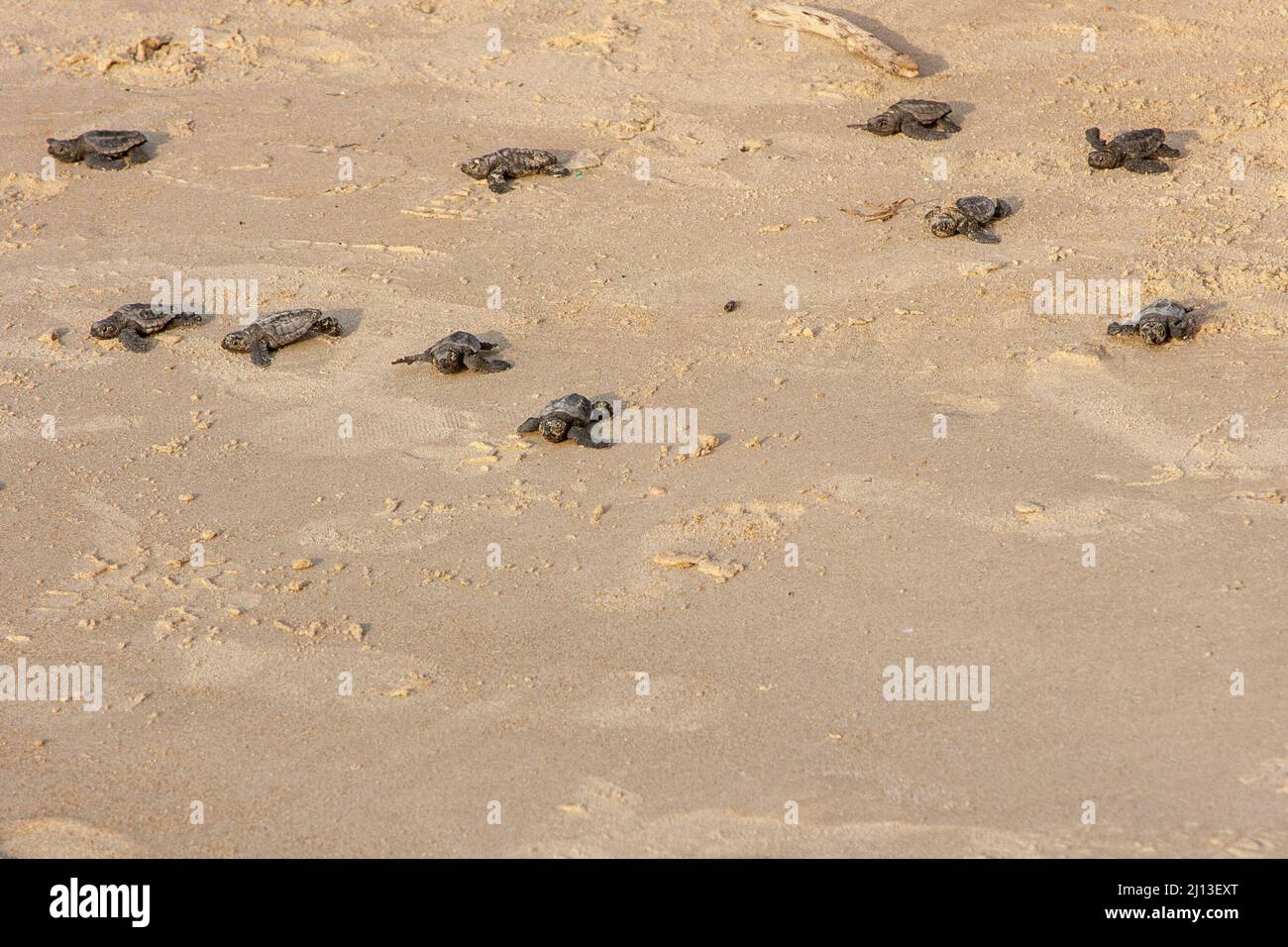 Newborn Loggerhead Turtle (Caretta caretta) hatchlings on their maiden voyage into the Mediterranean Sea. Photographed in Israel Stock Photo