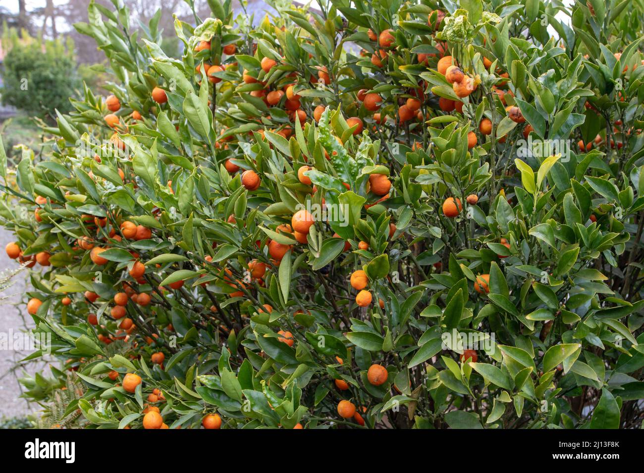 Fortunella kugli or kucle citrus hybrid tree with ripe fruits. Fortunella margarita x Citrus clementina. Cross between Kumquat and Clementine. Stock Photo