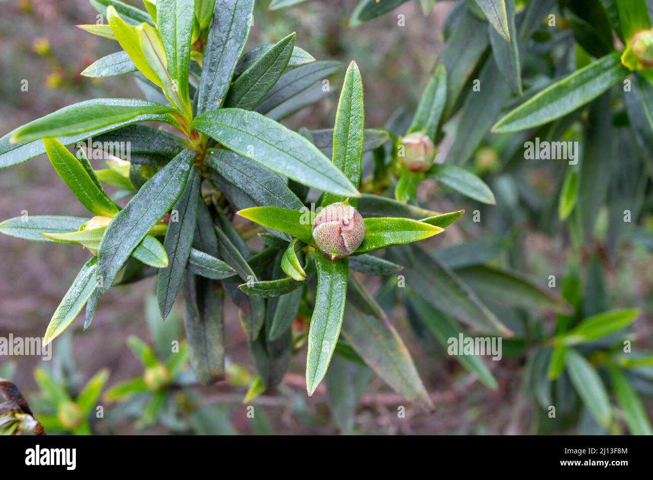 Cistus ladanifer or labdanum plant. Gum rockrose bud and leaves Stock Photo