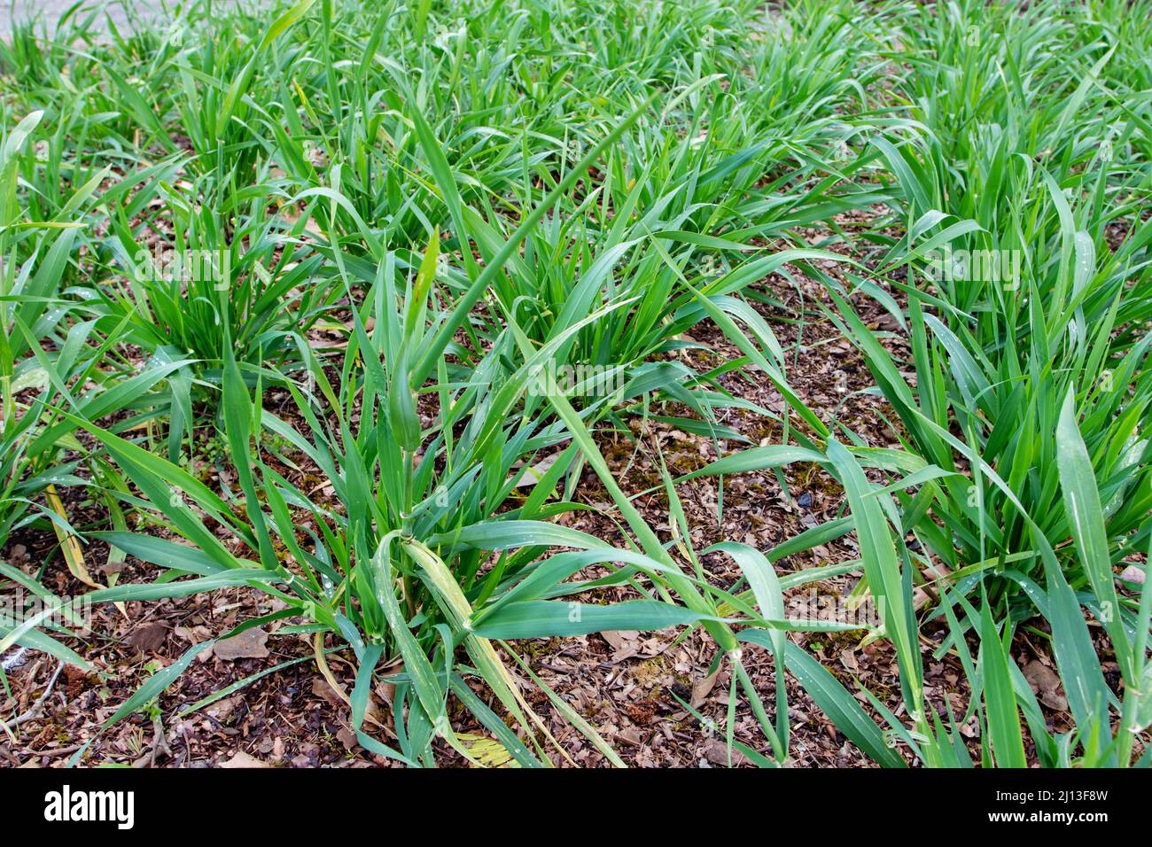 Common barley plants in the tillering stage. Hordeum vulgare. Stock Photo