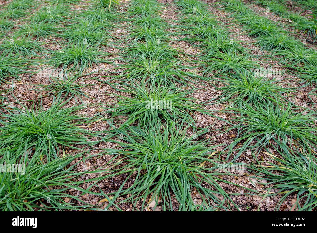Cultivated сereal grain plants in the tillering stage. Stock Photo