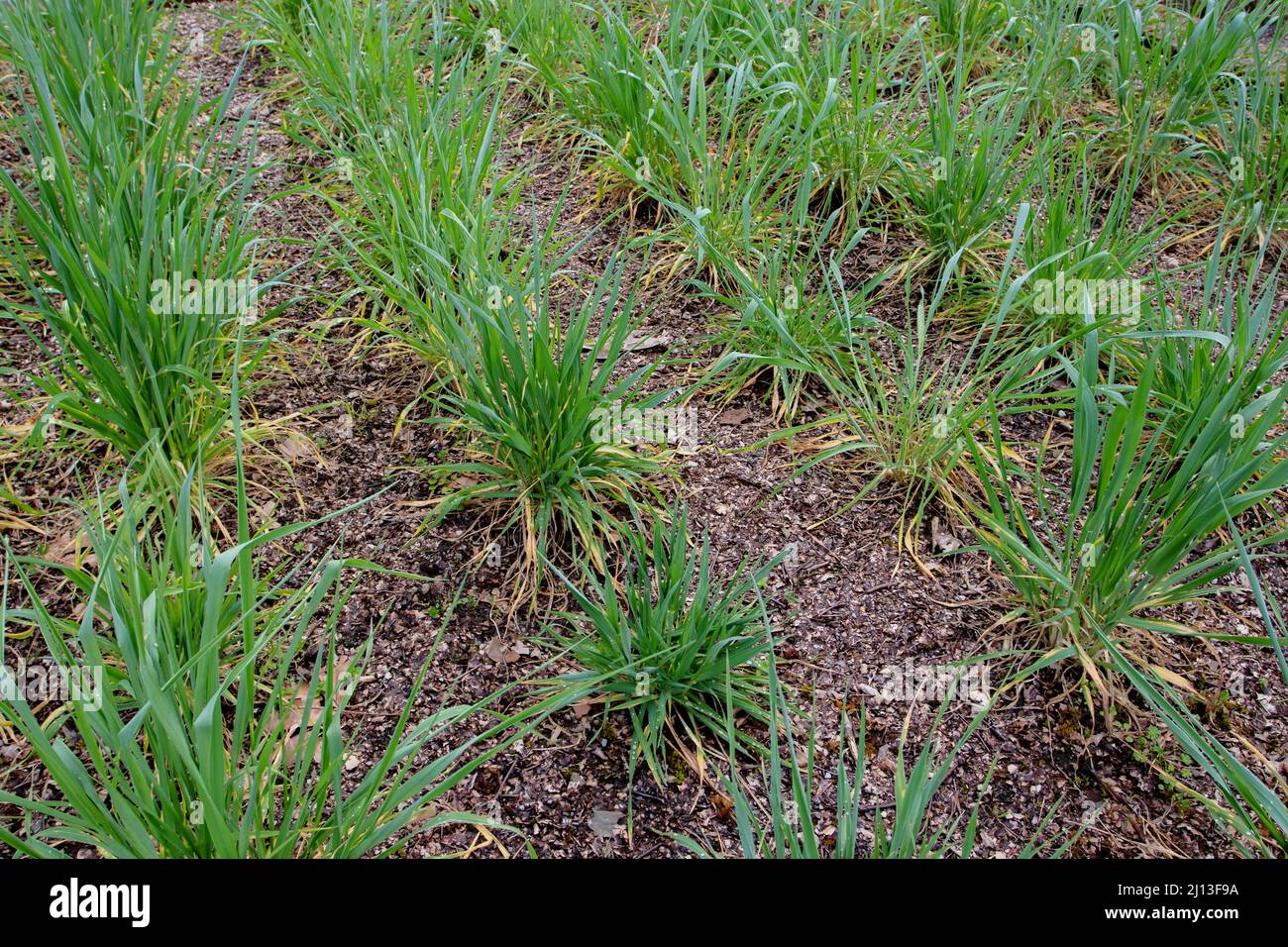 Cultivated rye plants in the tillering stage. Secale cereale. Stock Photo