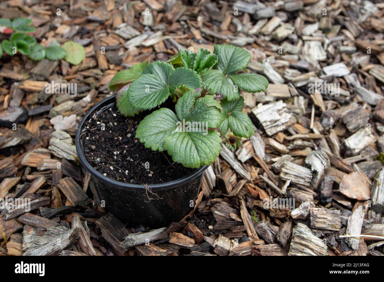Strawberry plant in a pot. Fragaria x ananassa hybrid. Propagation with a mustache Stock Photo