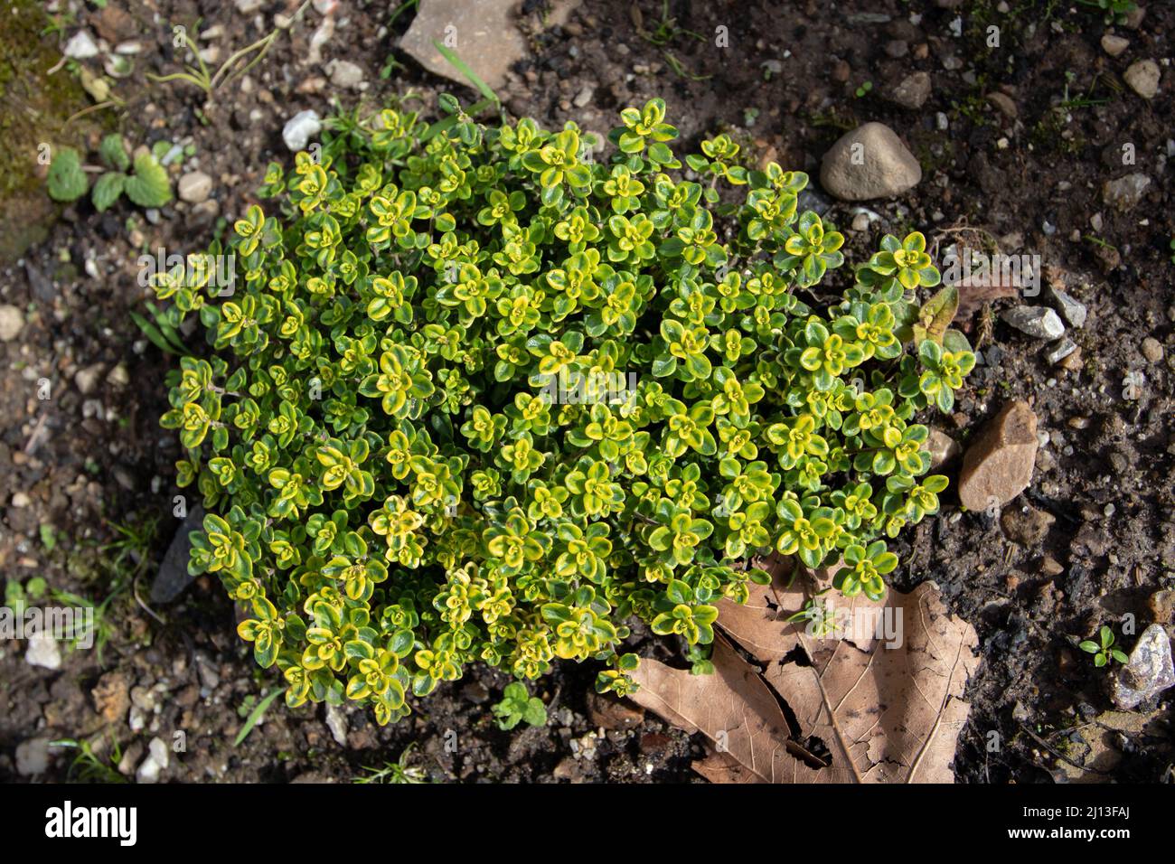 Thymus citriodorus plant top view. Lemon or citrus thyme decorative bush with variegated leaves. Stock Photo