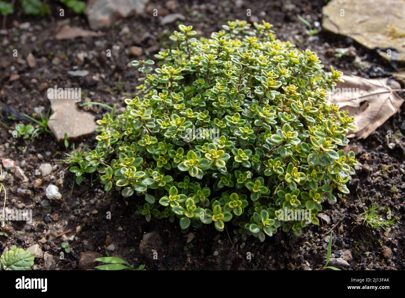 Thymus citriodorus culinary herb plant. Lemon or citrus thyme decorative bush. Stock Photo