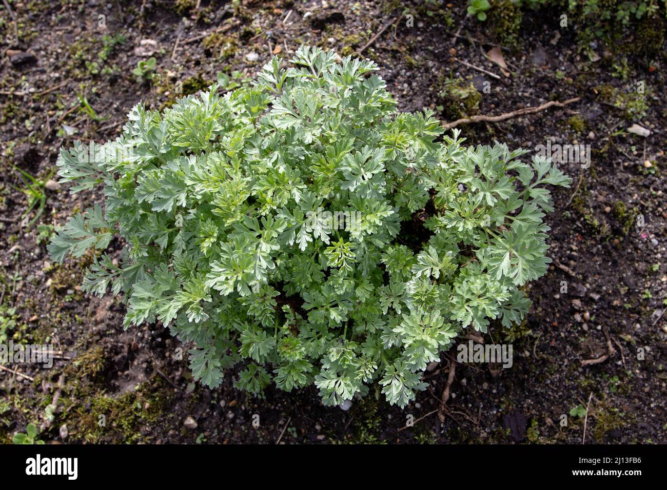 Artemisia annua hi-res stock photography and images - Alamy