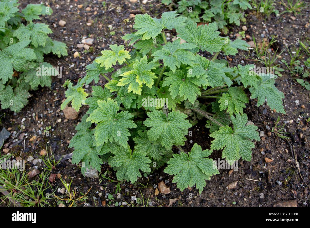 Motherwort or Leonurus cardiaca herbaceous perennial plant in the mint family, Lamiaceae. Throw-wort, lion's ear or lion's tail in the spring. Stock Photo