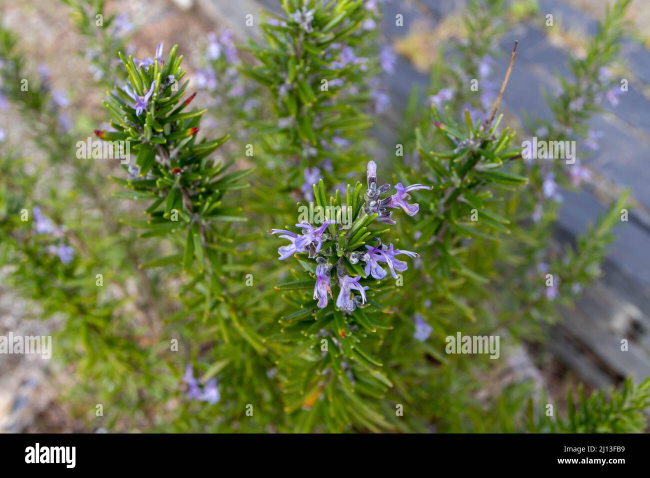 Rosemary branches with leaves and blue flowers. Salvia rosmarinus plant Stock Photo