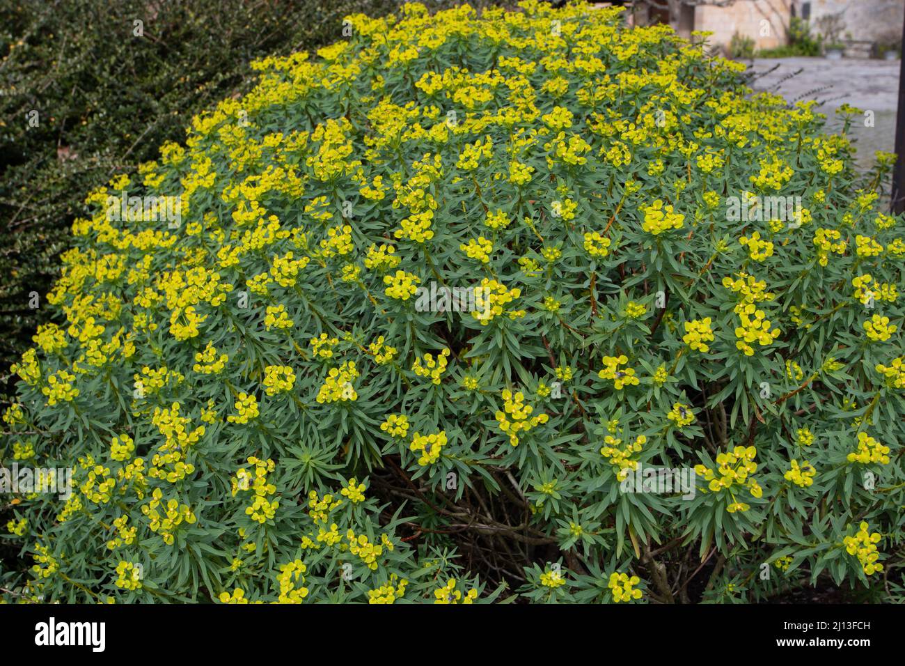 Euphorbia dendroides or tree spurge flowering succulent plant covered with yellow flowers. Stock Photo