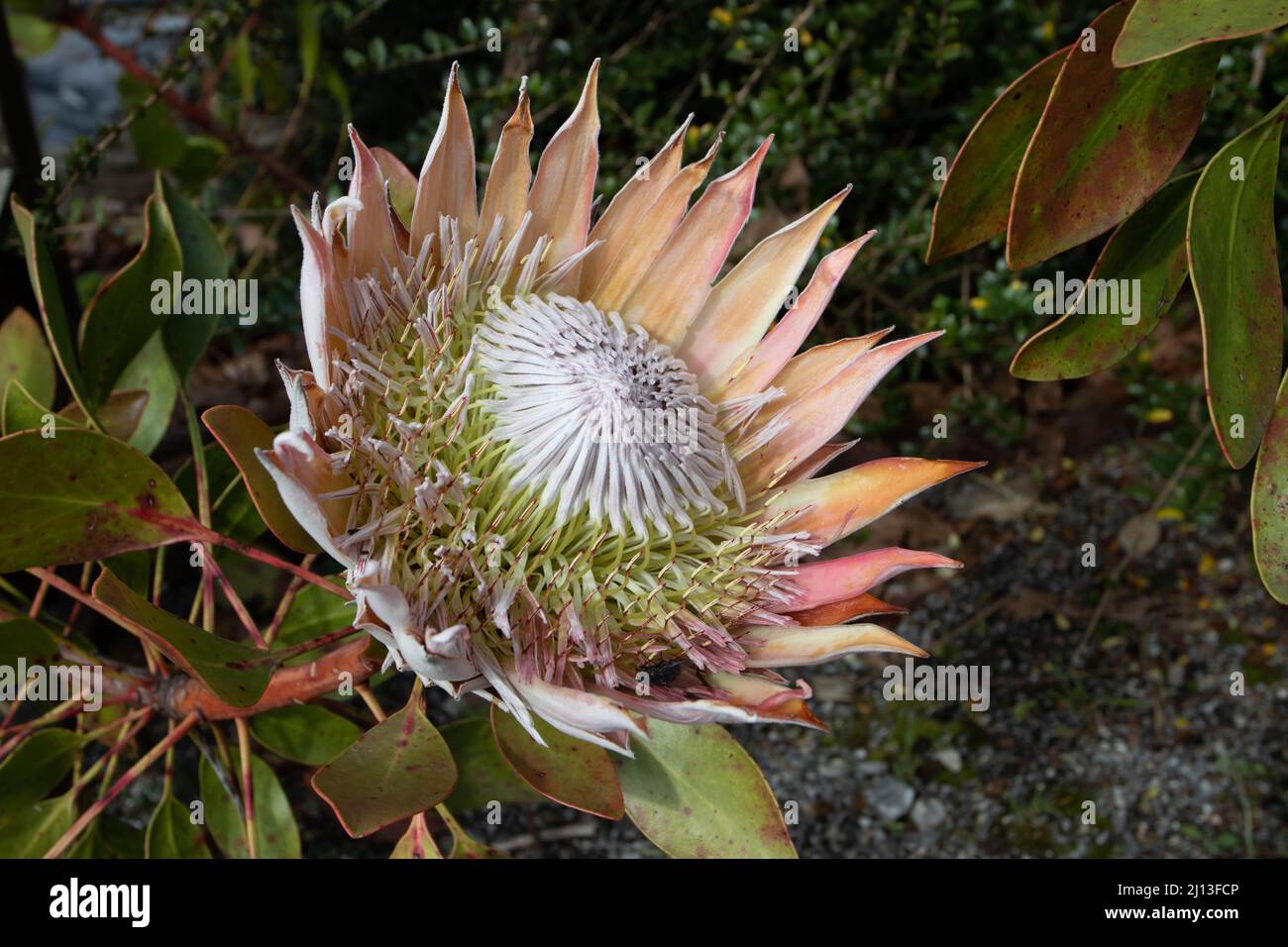 Protea cynaroides bloom. King sugar bush flower head. National flower of the South Africa. Stock Photo