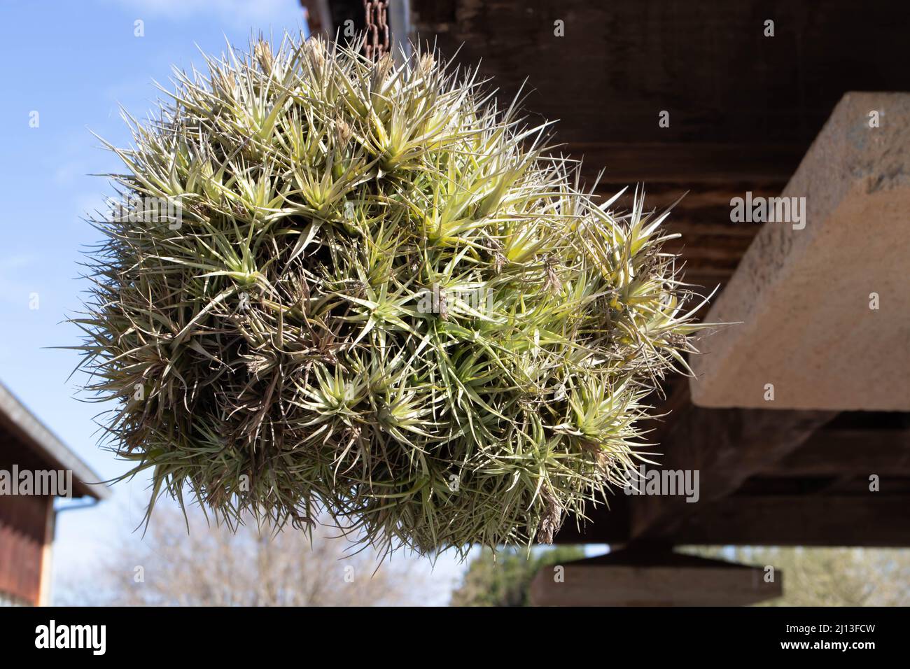Tillandsia bergeri hires stock photography and images Alamy