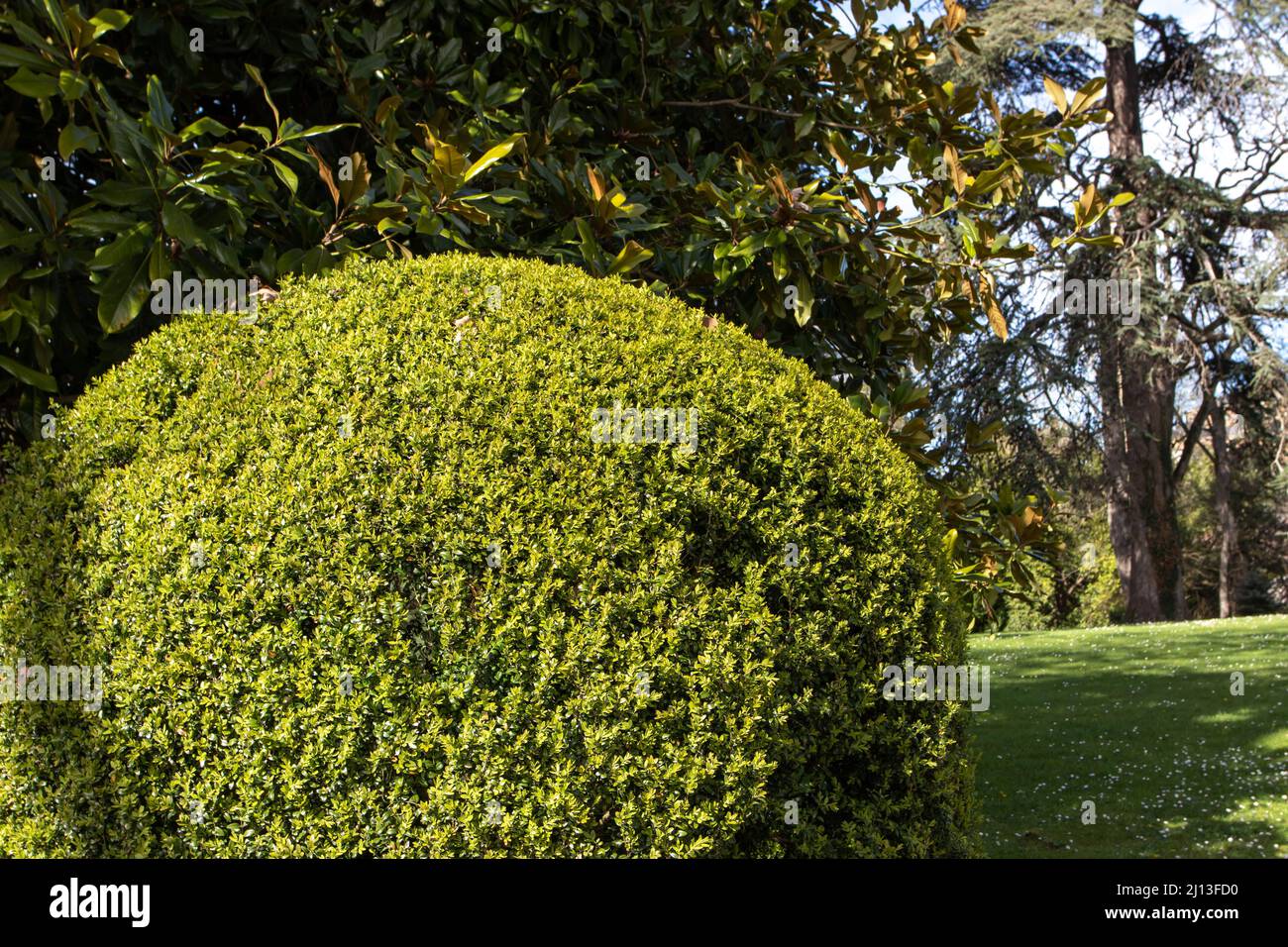 Common box, European box, or boxwood evergreen pruned shrub in the sunny garden. Buxus sempervirens topiary. Stock Photo