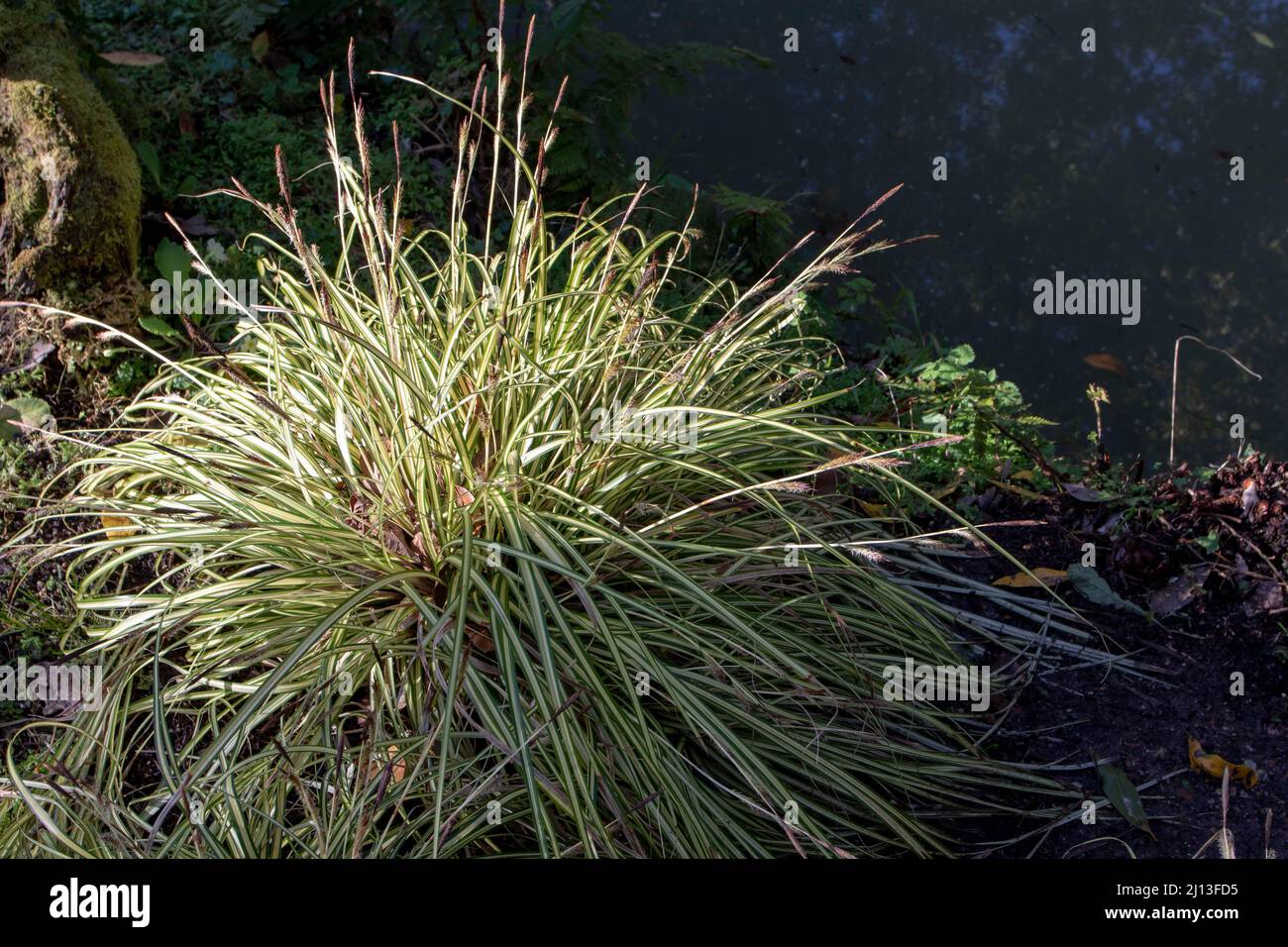 Variegated japanese sedge plant with yellow green striped leaves and spikes. Carex hachijoensis. Stock Photo