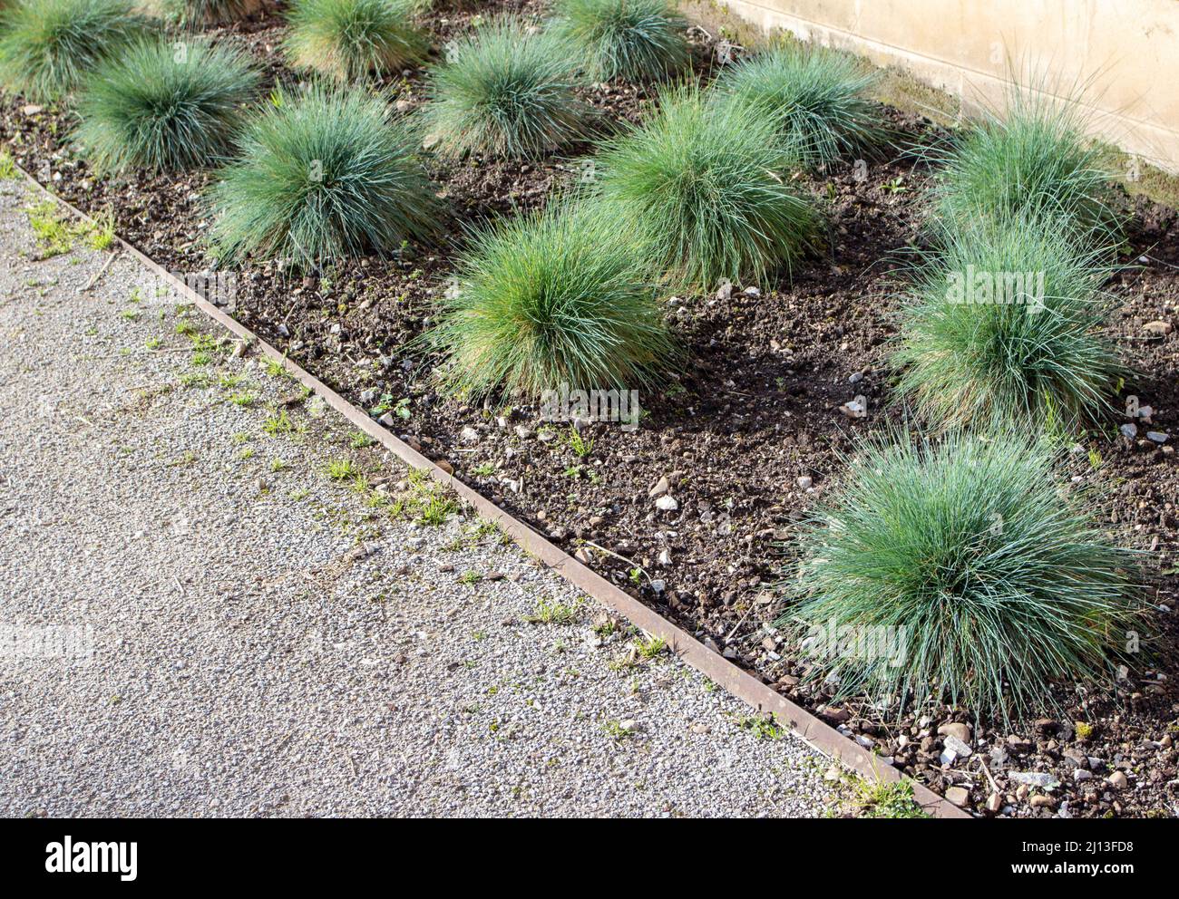 Festuca glauca ornamental grass in the garden. Blue fescue clump-forming plant. Stock Photo