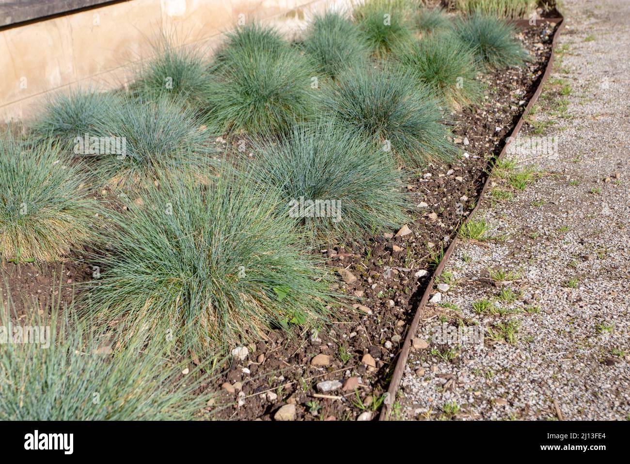 Festuca glauca clump-forming plant. Blue fescue ornamental grass in the garden. Stock Photo