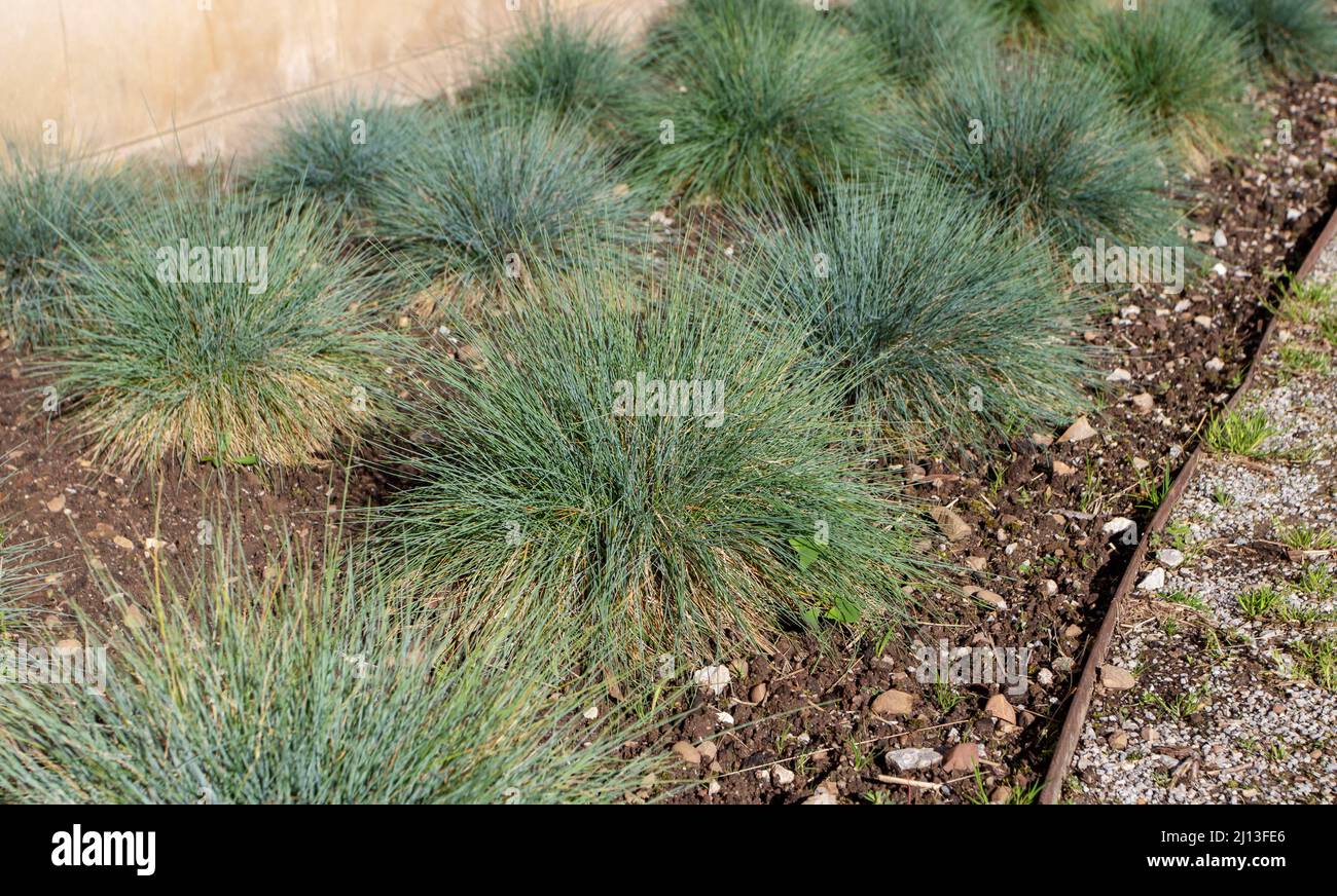 Blue fescue ornamental grass in the garden. Festuca glauca clump-forming plant. Stock Photo