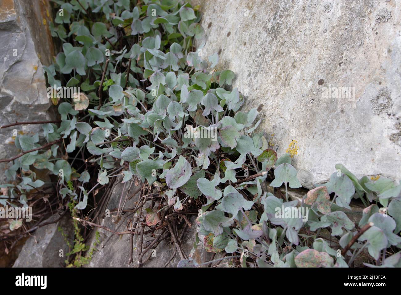 Rumex induratus gray leaves in the spring. Sorrel walls plants among stones. Stock Photo