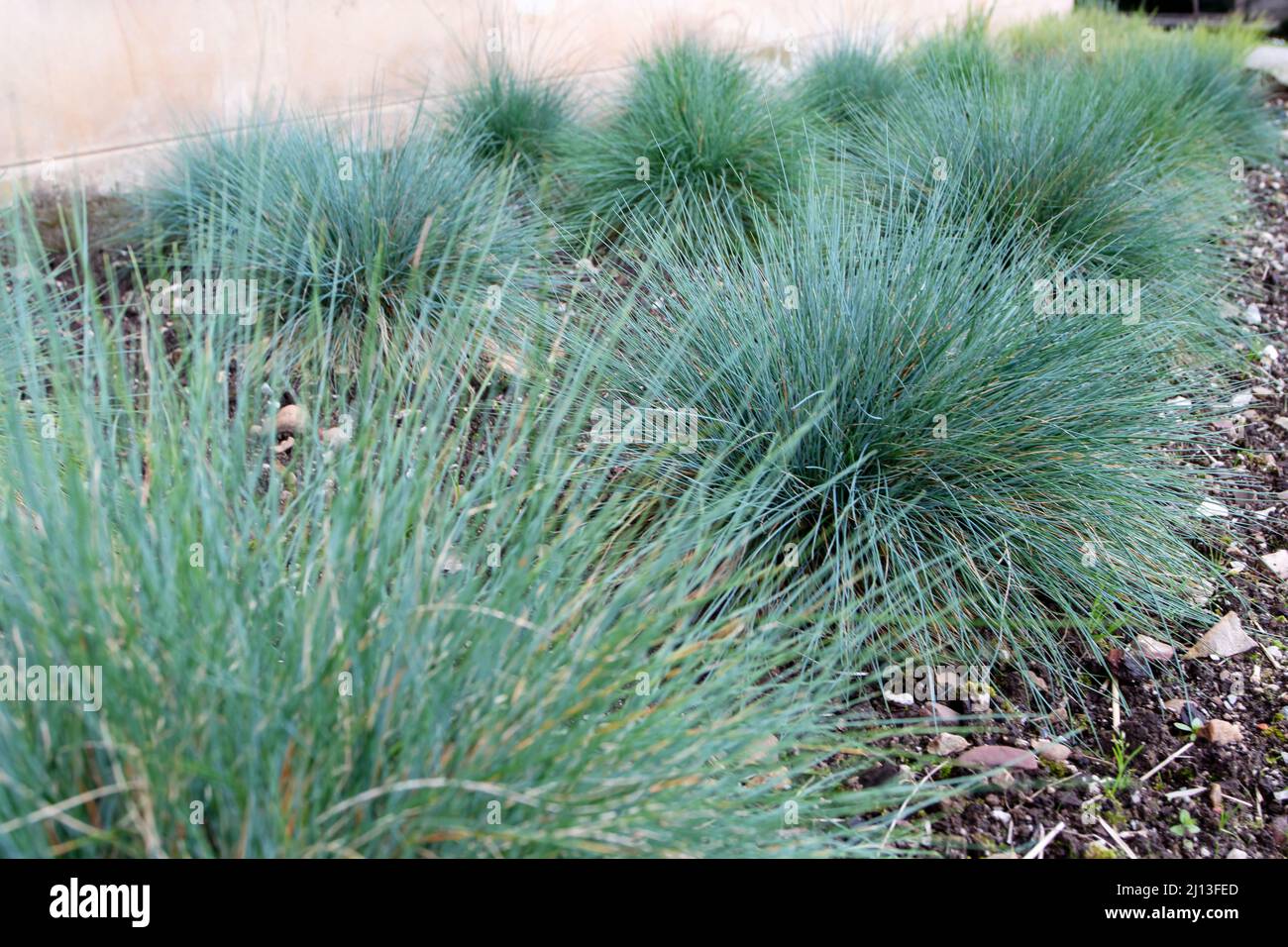 Festuca glauca groundcover plants. Blue fescue ornamental grass in the garden. Stock Photo