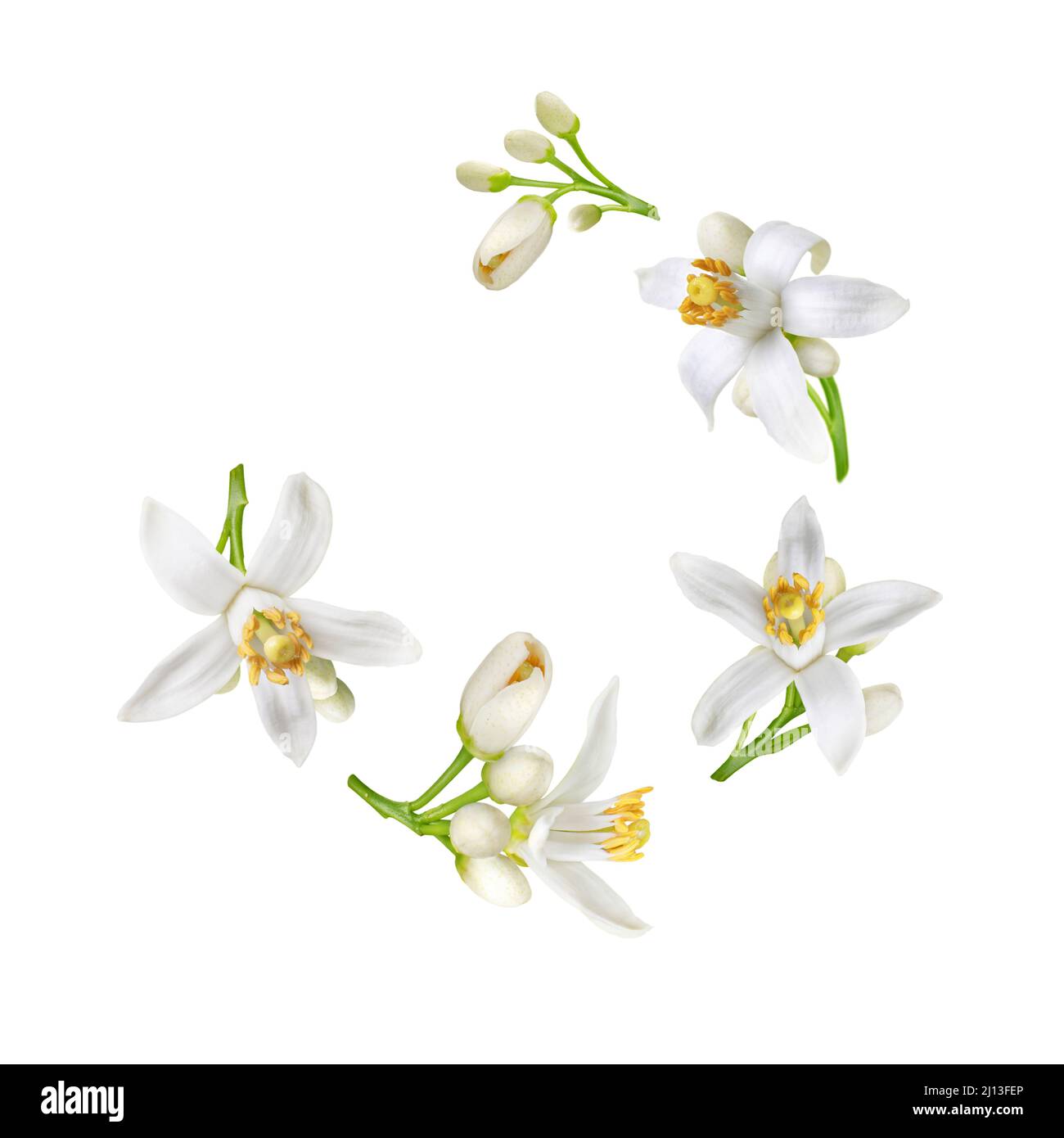 Spiral flying heap of neroli white flowers and buds isolated on white. Citrus bloom. Orange tree blossom. Stock Photo