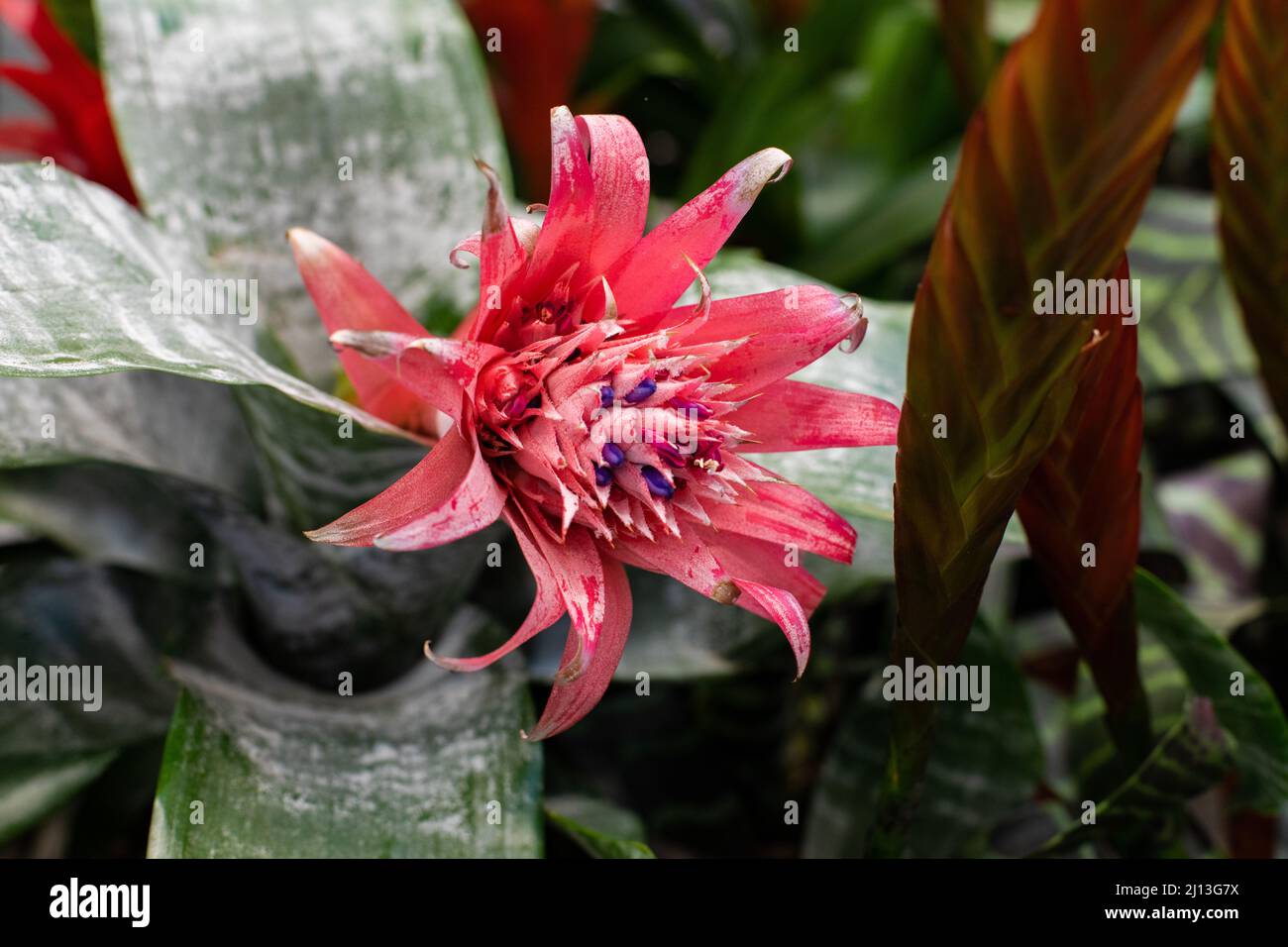 Aechmea blossom close-up. Ornamental plant Echmea of the bromeliad family close-up Stock Photo