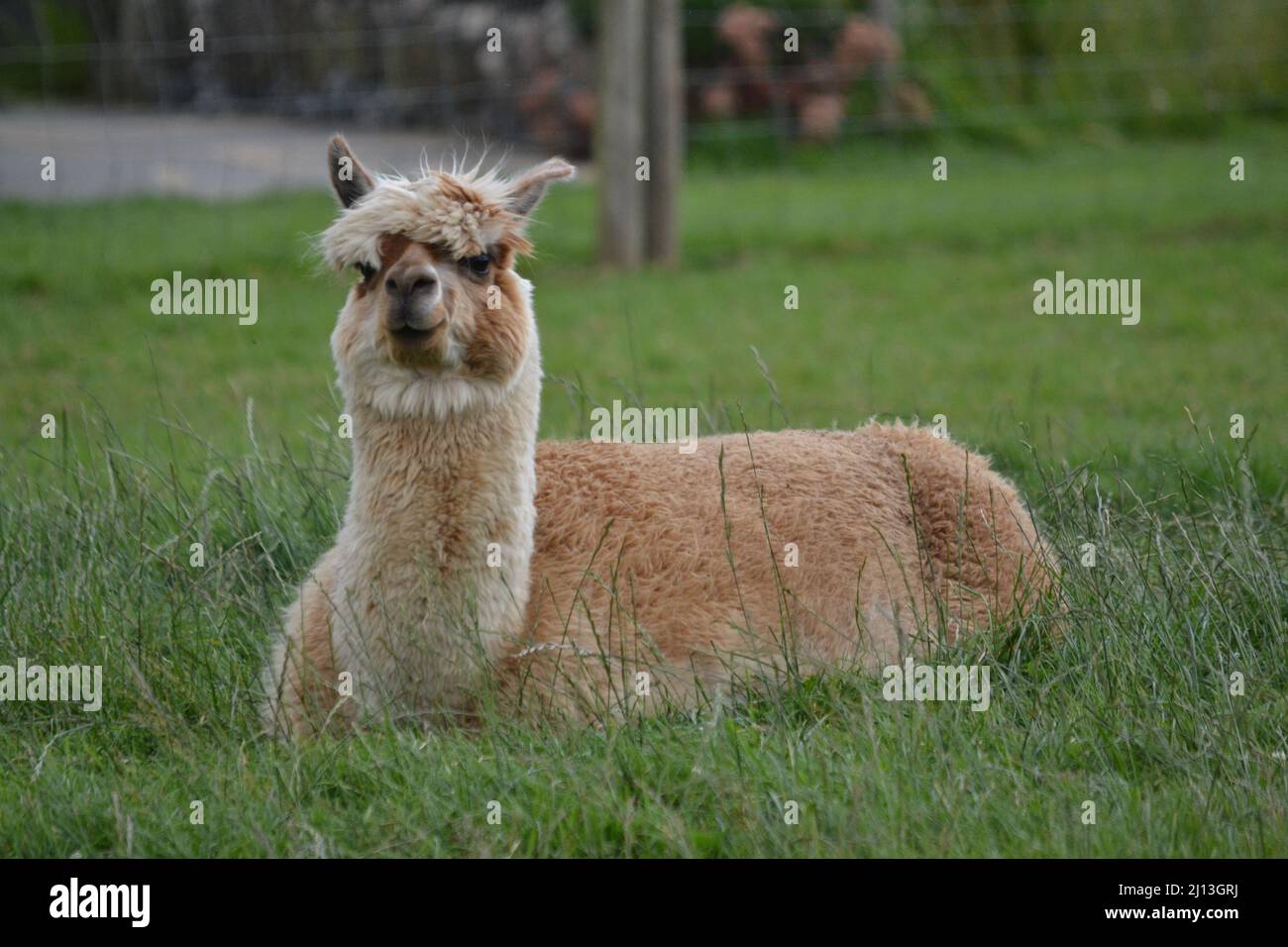 Brown Alpaca Sitting Down In Captivity - Camelidae Family - Camelid Mammal - Yorkshire - UK Stock Photo