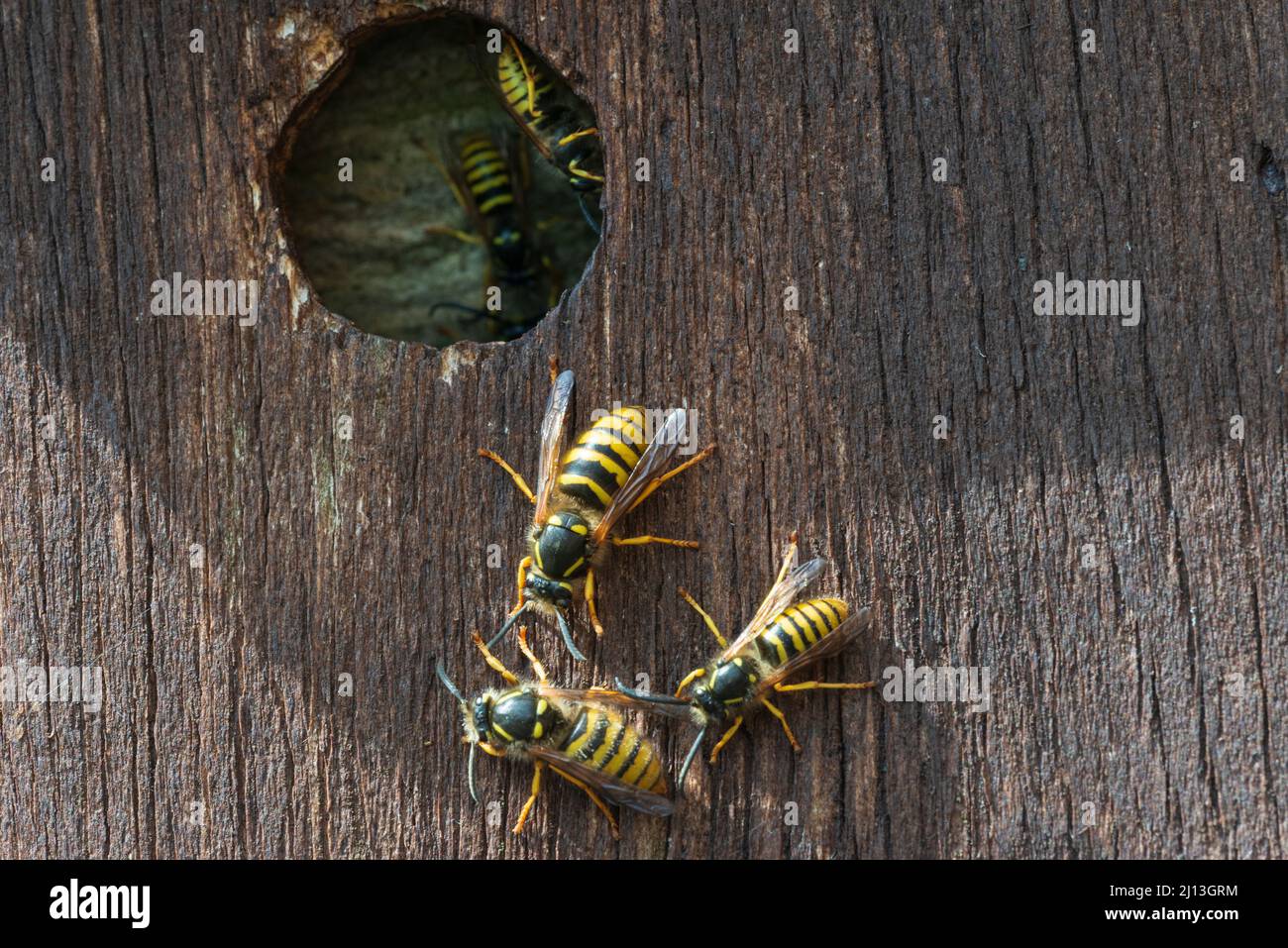 Tree Wasp (Dolichovespula sylvestris) at nest in Bird nest box Stock Photo