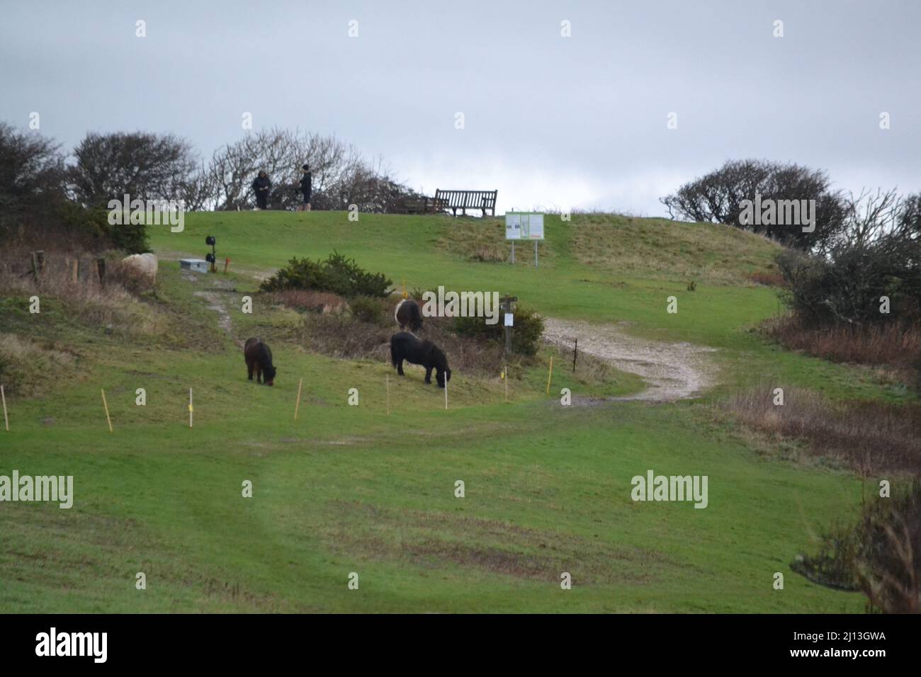 Wild Horses And Ponies On The South Down On A Cold Winters Day -  Winter Time - Eastbourne - UK Stock Photo