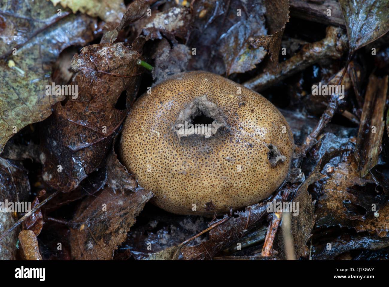 Common Earhball fungi (Scleroderma citrinum) Stock Photo