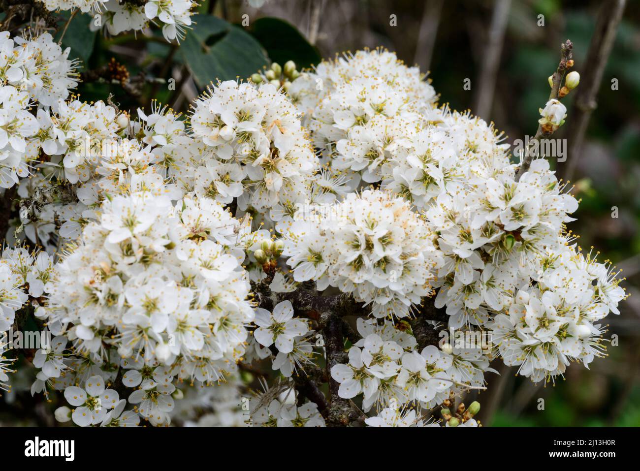 Blackthorn (Prunus spinosa), flowers Stock Photo
